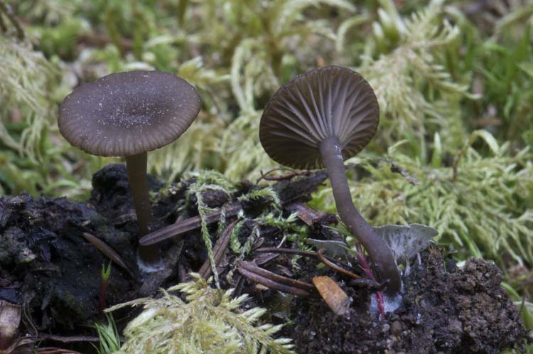 Arrhenia rainierensis